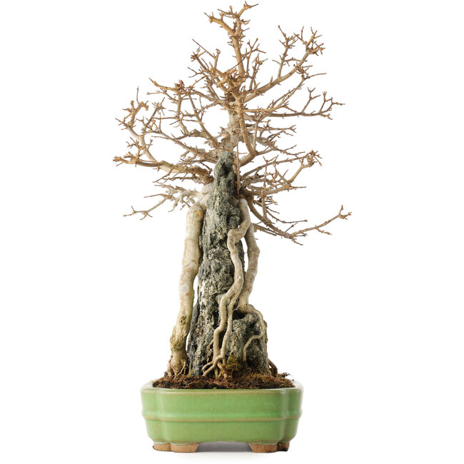 Acer buergerianum, 48 cm, ± 25 years old, in a handmade Japanese pot by Hattori