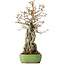 Acer buergerianum, 48 cm, ± 25 jaar oud, in een handgemaakte Japanse pot van Hattori