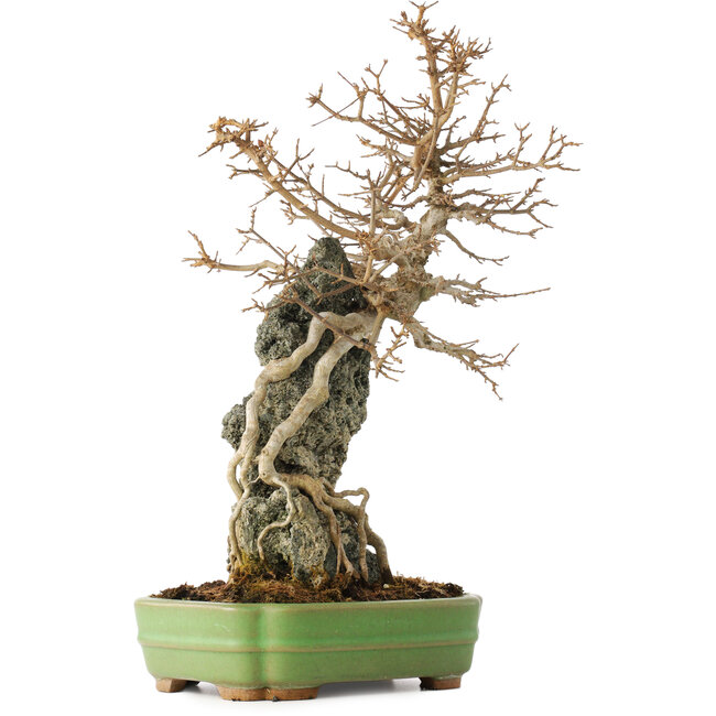 Acer buergerianum, 48 cm, ± 25 años, en una maceta japonesa hecha a mano por Hattori