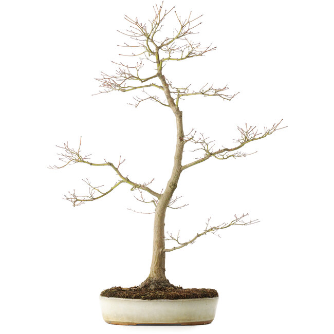 Acer palmatum, 76 cm, ± 25 years old, with a nebari of 8,5 cm