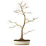 Acer palmatum, 76 cm, ± 25 years old, with a nebari of 8,5 cm