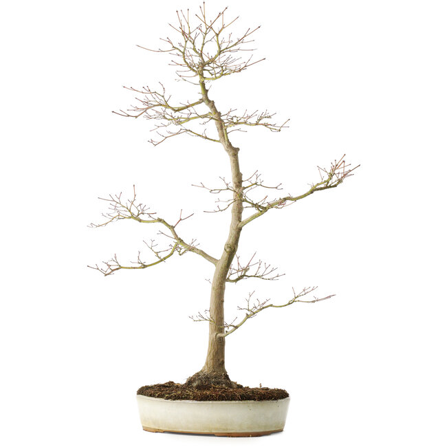 Acer palmatum, 76 cm, ± 25 ans, avec un nebari de 8,5 cm