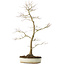 Acer palmatum, 76 cm, ± 25 years old, with a nebari of 8,5 cm