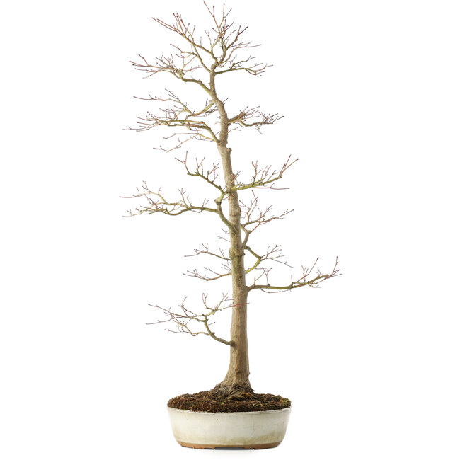 Acer palmatum, 76 cm, ± 25 years old, with a nebari of 8,5 cm