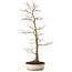 Acer palmatum, 76 cm, ± 25 years old, with a nebari of 8,5 cm