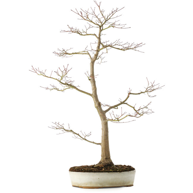 Acer palmatum, 76 cm, ± 25 ans, avec un nebari de 8,5 cm