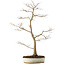 Acer palmatum, 76 cm, ± 25 years old, with a nebari of 8,5 cm
