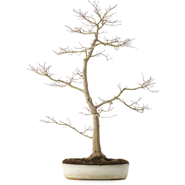 Acer palmatum, 76 cm, ± 25 ans, avec un nebari de 8,5 cm