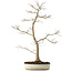 Acer palmatum, 76 cm, ± 25 years old, with a nebari of 8,5 cm