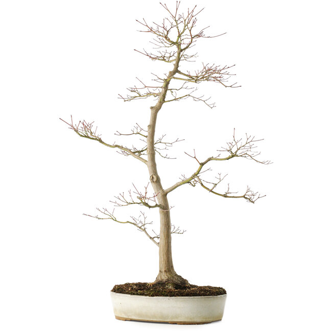 Acer palmatum, 76 cm, ± 25 years old, with a nebari of 8,5 cm