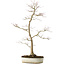 Acer palmatum, 76 cm, ± 25 jaar oud, met een nebari van 8,5 cm