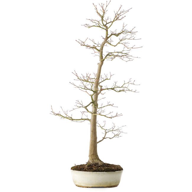 Acer palmatum, 76 cm, ± 25 ans, avec un nebari de 8,5 cm