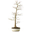 Acer palmatum, 76 cm, ± 25 years old, with a nebari of 8,5 cm