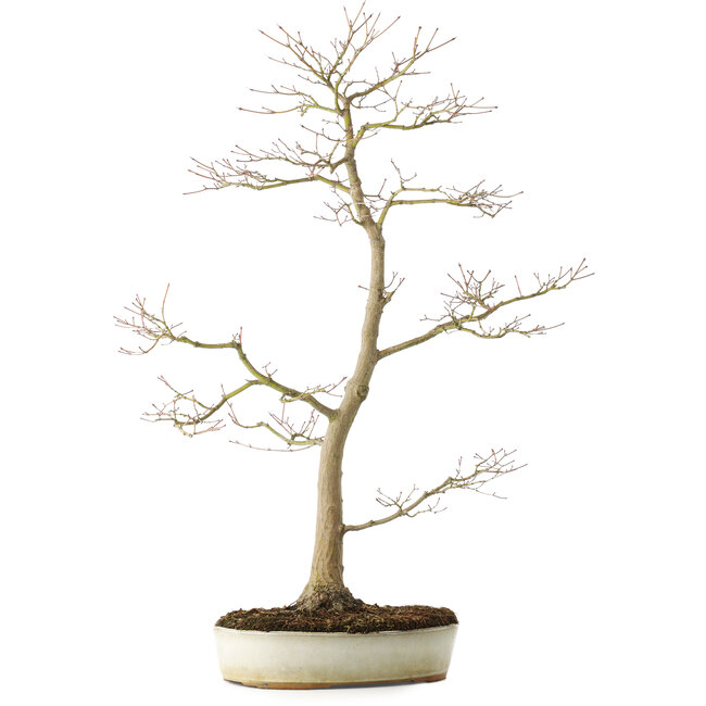 Acer palmatum, 76 cm, ± 25 ans, avec un nebari de 8,5 cm