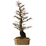 Ulmus parvifolia Nire, 64 cm, ± 25 jaar oud