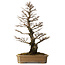 Ulmus parvifolia Nire, 64 cm, ± 25 jaar oud