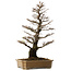 Ulmus parvifolia Nire, 64 cm, ± 25 jaar oud