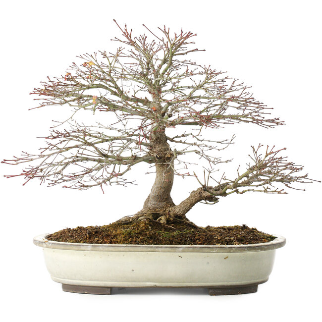 Acer palmatum, 32,5 cm, ± 25 anni