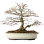 Acer palmatum, 32,5 cm, ± 25 ans