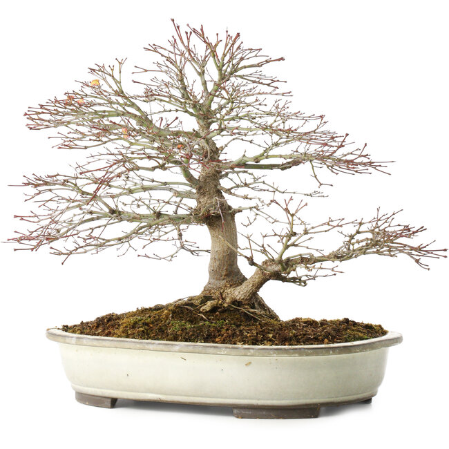 Acer palmatum, 32,5 cm, ± 25 years old