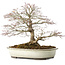 Acer palmatum, 32,5 cm, ± 25 anni