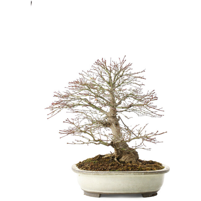 Acer palmatum, 32,5 cm, ± 25 anni