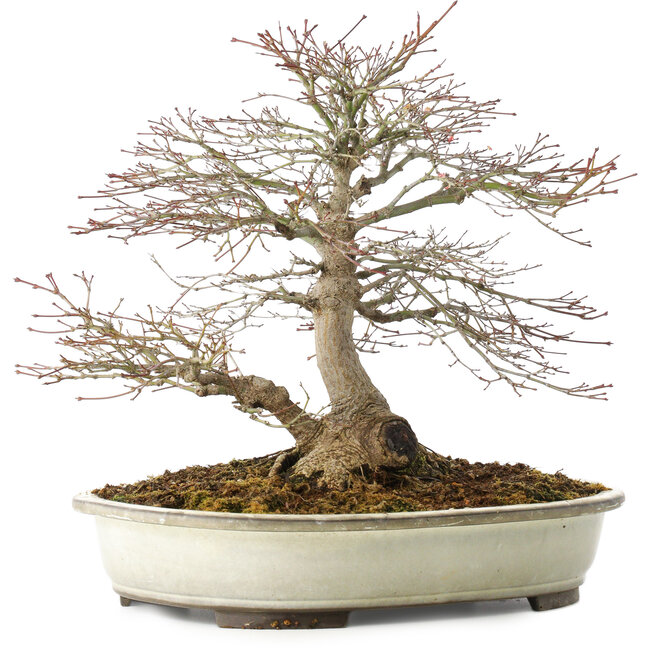 Acer palmatum, 32,5 cm, ± 25 anni