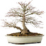 Acer palmatum, 32,5 cm, ± 25 years old