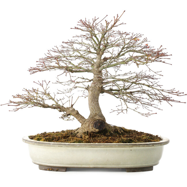 Acer palmatum, 32,5 cm, ± 25 jaar oud