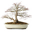 Acer palmatum, 32,5 cm, ± 25 anni