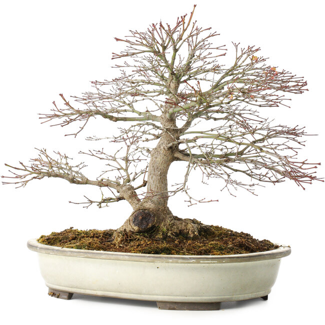Acer palmatum, 32,5 cm, ± 25 anni