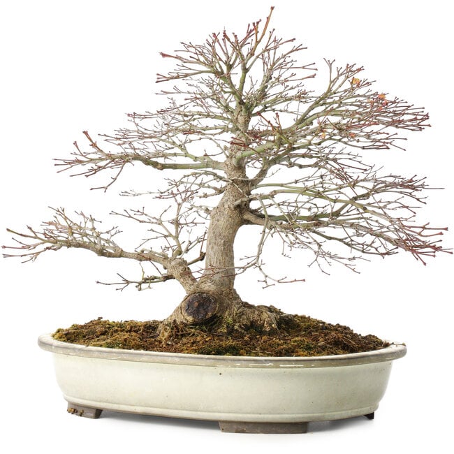 Acer palmatum, 32,5 cm, ± 25 Jahre alt