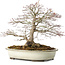 Acer palmatum, 32,5 cm, ± 25 anni