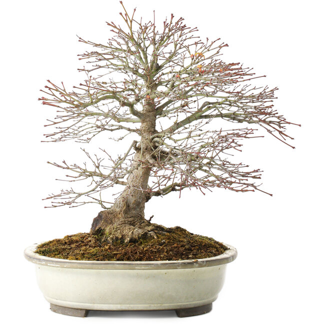 Acer palmatum, 32,5 cm, ± 25 years old