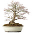 Acer palmatum, 32,5 cm, ± 25 anni