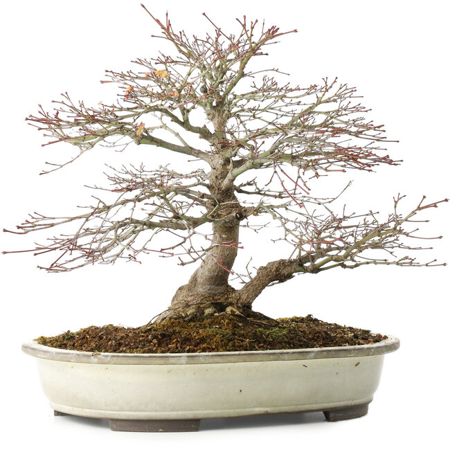 Acer palmatum, 32,5 cm, ± 25 anni