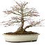 Acer palmatum, 32,5 cm, ± 25 years old