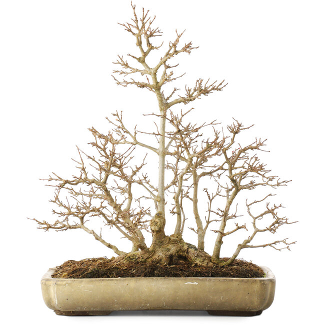 Acer buergerianum, 39,5 cm, ± 20 years old, with a nebari of 13,5 cm, with a crack on the corner of the pot
