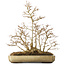 Acer buergerianum, 39,5 cm, ± 20 ans, avec un nebari de 13,5 cm, avec une fissure sur le coin du pot