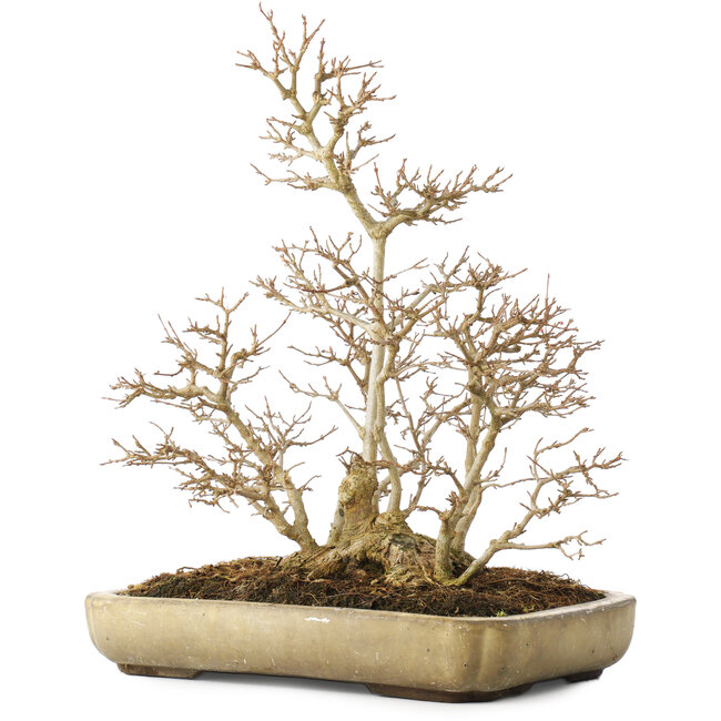 Acer buergerianum, 39,5 cm, ± 20 anni, con un nebari di 13,5 cm, con una crepa sull'angolo del vaso
