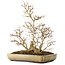 Acer buergerianum, 39,5 cm, ± 20 ans, avec un nebari de 13,5 cm, avec une fissure sur le coin du pot