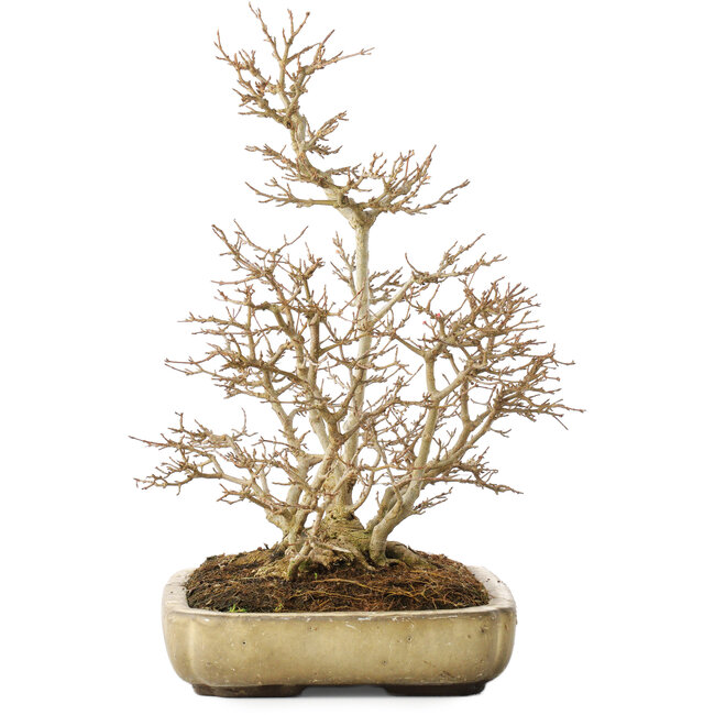 Acer buergerianum, 39,5 cm, ± 20 anni, con un nebari di 13,5 cm, con una crepa sull'angolo del vaso