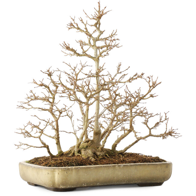 Acer buergerianum, 39,5 cm, ± 20 anni, con un nebari di 13,5 cm, con una crepa sull'angolo del vaso