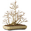 Acer buergerianum, 39,5 cm, ± 20 ans, avec un nebari de 13,5 cm, avec une fissure sur le coin du pot