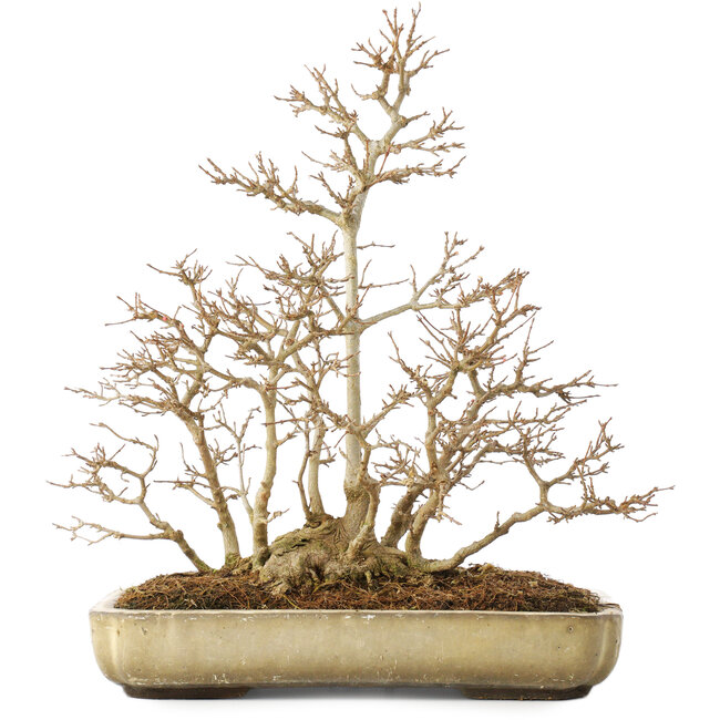 Acer buergerianum, 39,5 cm, ± 20 jaar oud, met een nebari van 13,5 cm, met een barst op de hoek van de pot