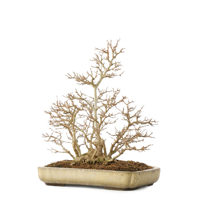 Acer buergerianum, 39,5 cm, ± 20 Jahre alt, mit einem Nebari von 13,5 cm, mit einem Riss an der Topfecke