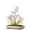 Acer buergerianum, 39,5 cm, ± 20 ans, avec un nebari de 13,5 cm, avec une fissure sur le coin du pot