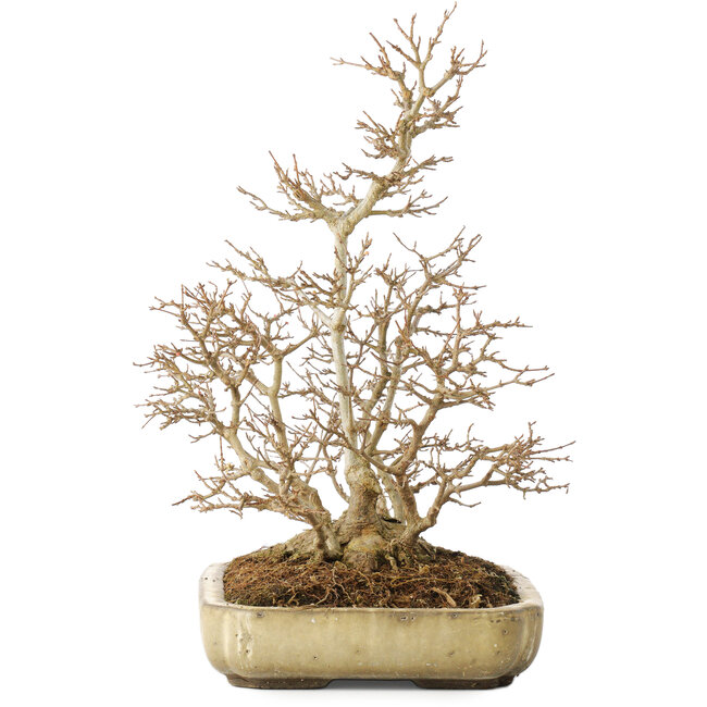 Acer buergerianum, 39,5 cm, ± 20 Jahre alt, mit einem Nebari von 13,5 cm, mit einem Riss an der Topfecke