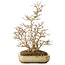 Acer buergerianum, 39,5 cm, ± 20 ans, avec un nebari de 13,5 cm, avec une fissure sur le coin du pot