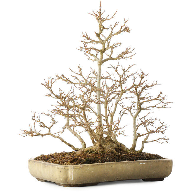 Acer buergerianum, 39,5 cm, ± 20 años, con un nebari de 13,5 cm, con una grieta en la esquina de la maceta